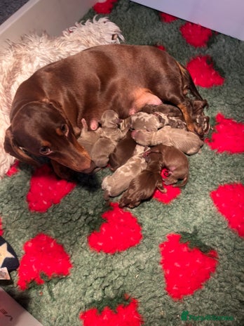 Miniature Dachshund dogs - Advert 2