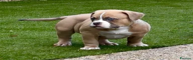 American Bully Puppy 1