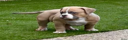 American Bully dogs for sale: Muscletone Bloodline American Bully Puppies - Advert 7