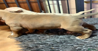 Olde English Bulldogge dogs - Advert 5