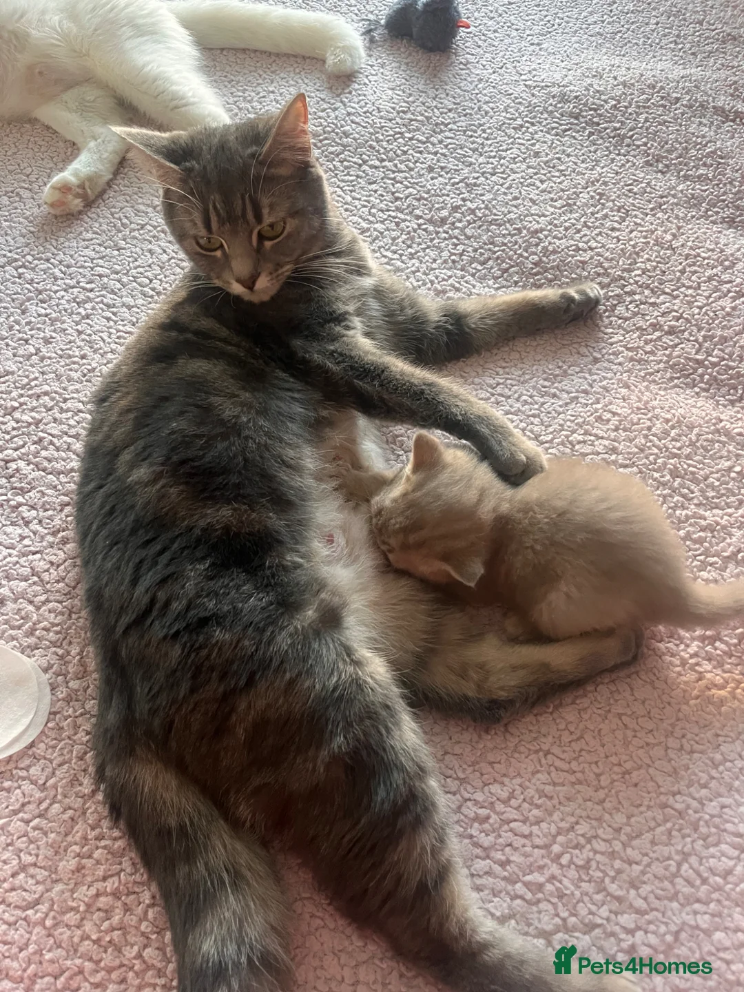 Maine Coon cats for sale: maincoon cross  - Advert 1