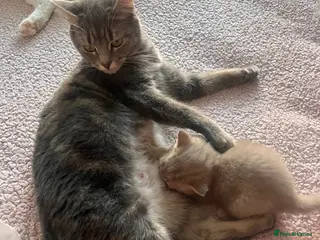 Maine Coon cats maincoon cross - Advert 1