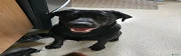 Labrador Retriever dogs for sale: 11 month old purebred drakeshead labrador. - Advert 2