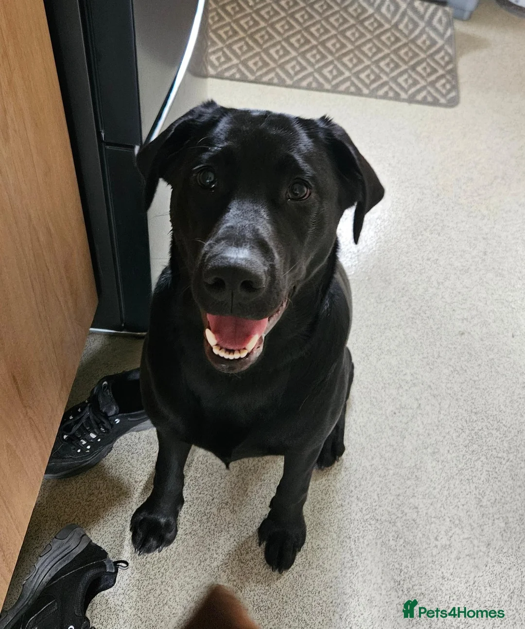 Labrador Retriever dogs for sale: 11 month old purebred drakeshead labrador. - Advert 2