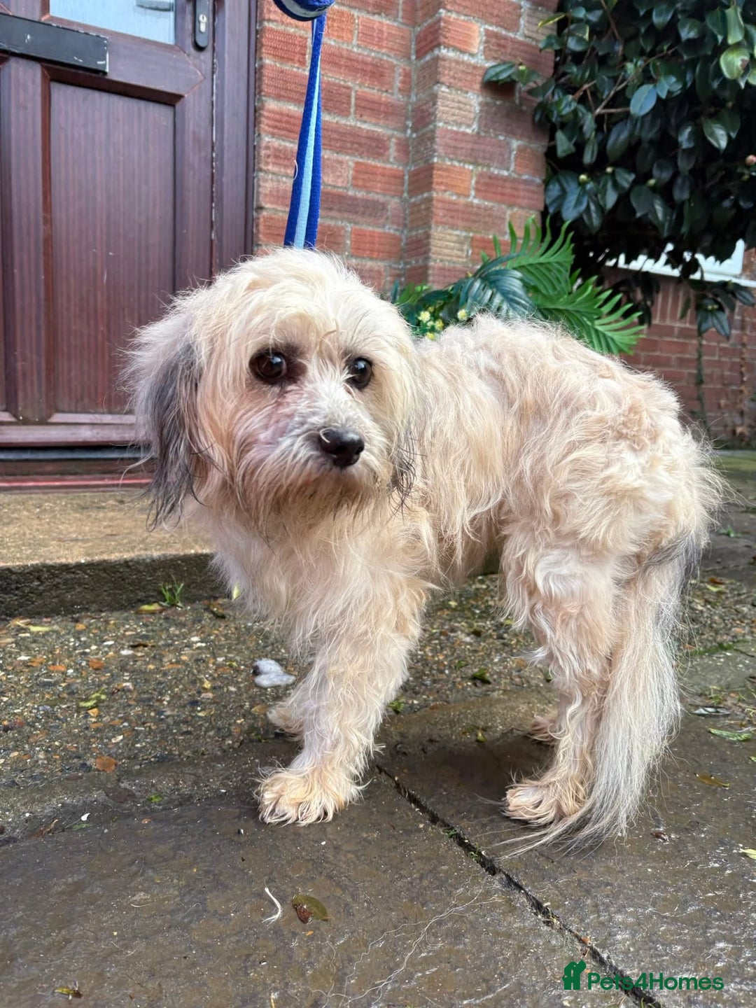 Mixed Breed dogs for adoption: Alison - Norwich Norfolk  - Advert 10