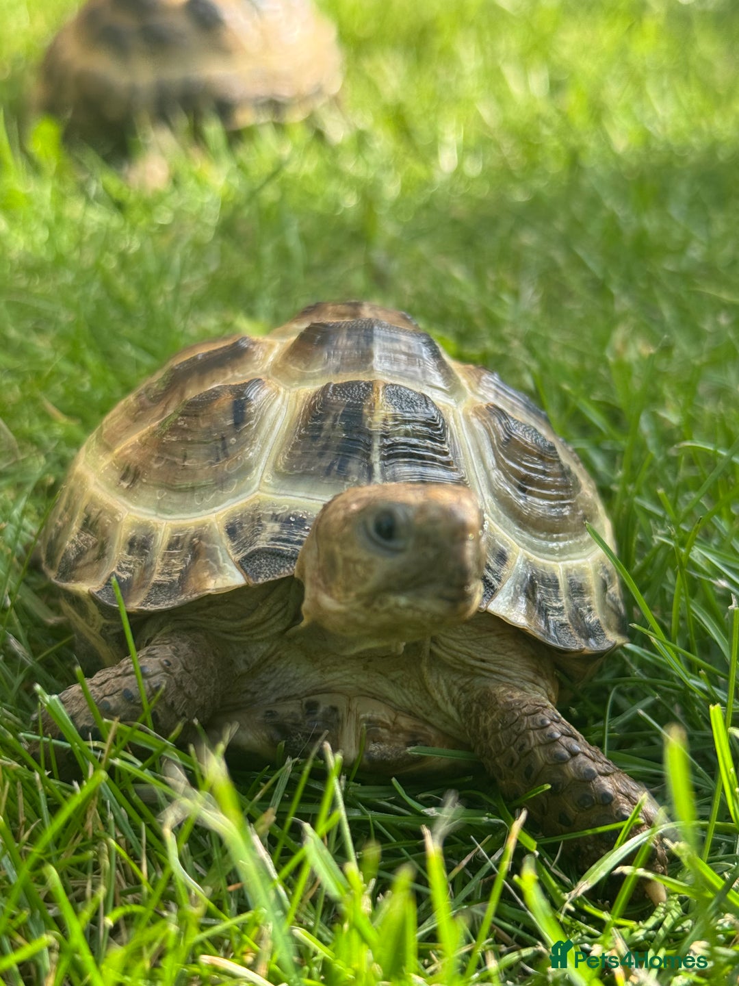 Tortoise reptiles for sale: horsefield tortoise x2 in Walsall - Image 10