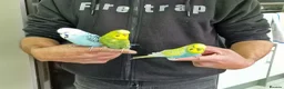 Budgerigars birds for sale: Super Silly hand tamed budgies  - Advert 8