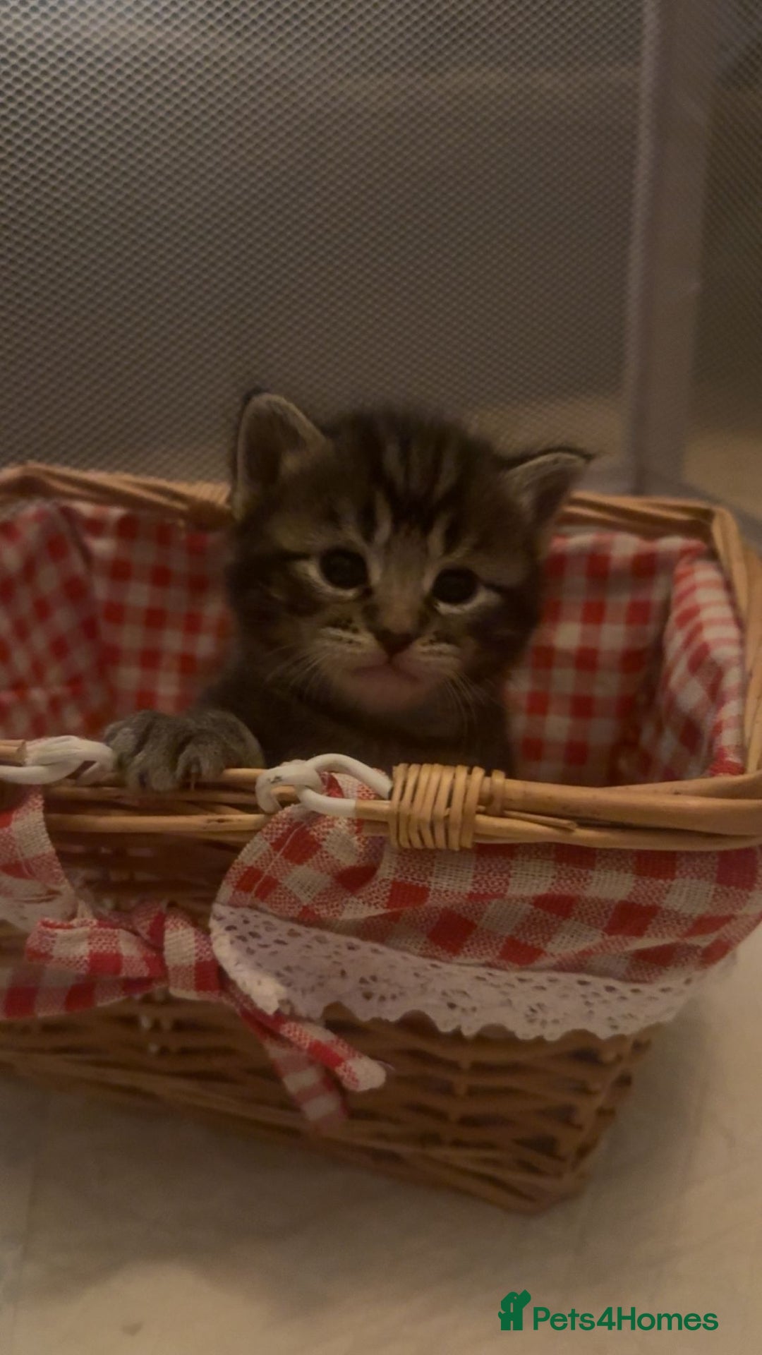 Mixed Breed cats for sale: The Fab Four - Advert 26