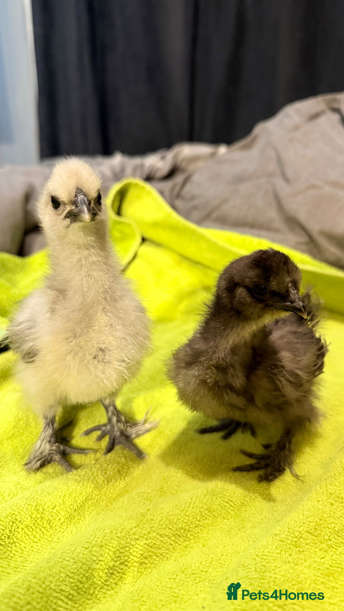 Chickens poultry     Adorable Silkie Bantam Chicks –Various Colours - Advert 13
