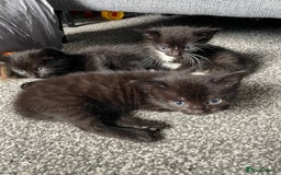 British Longhair cats for sale: Honey’s Kittens!  - Image 14