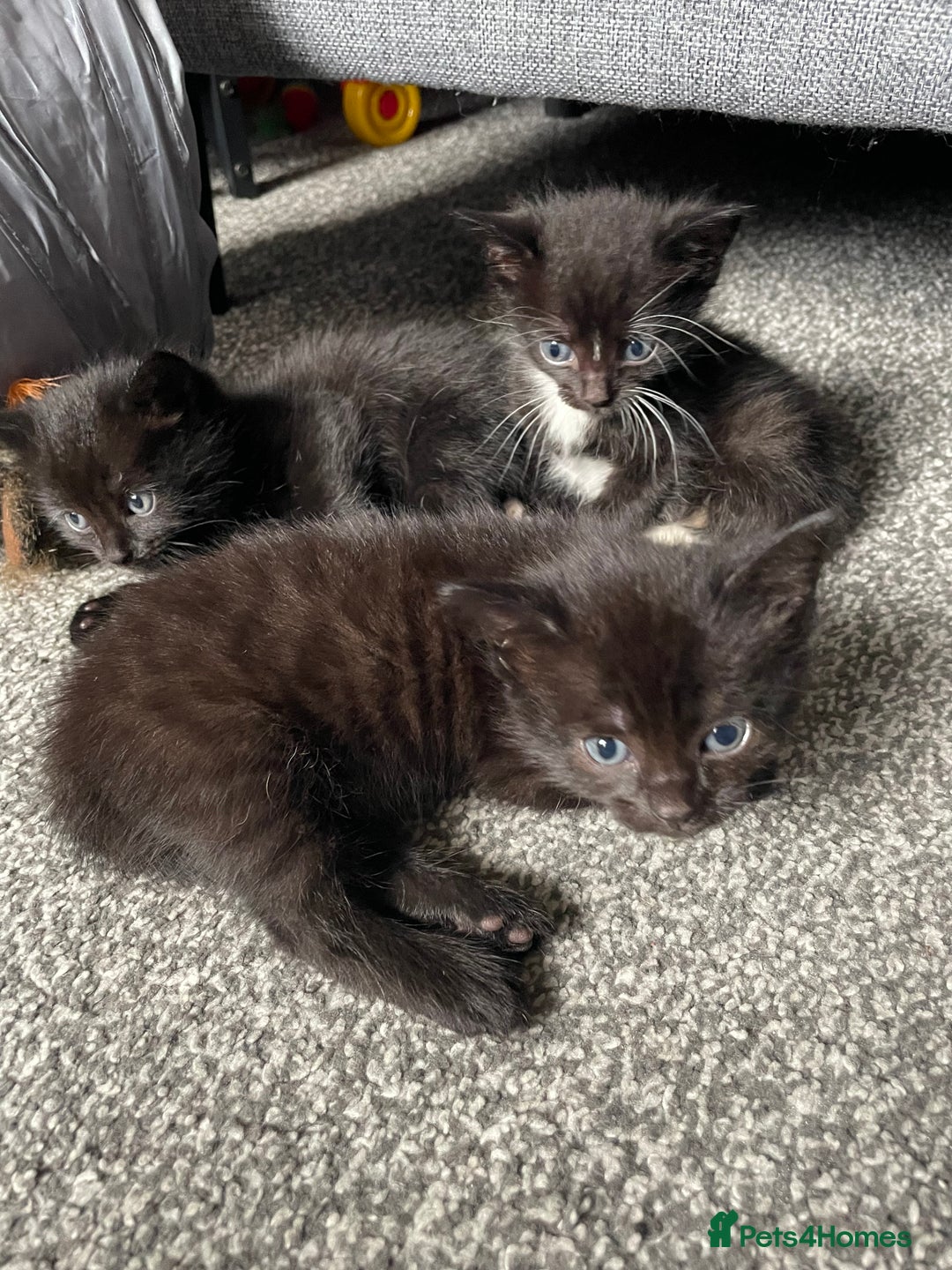British Longhair cats for sale: Honey’s Kittens!  - Image 14