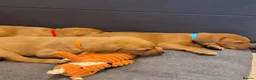 Labrador Retriever dogs for sale: EXCEPTIONALLY WELL BRED FOX RED LABRADOR PUPPIES  - Advert 12