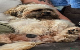 Lhasa Apso dogs for sale: Gorgeous boy - Image 1