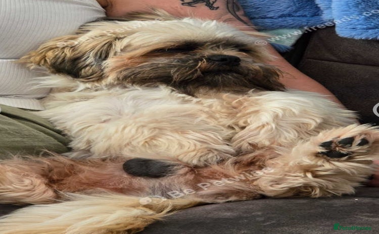Lhasa Apso dogs - Advert 1