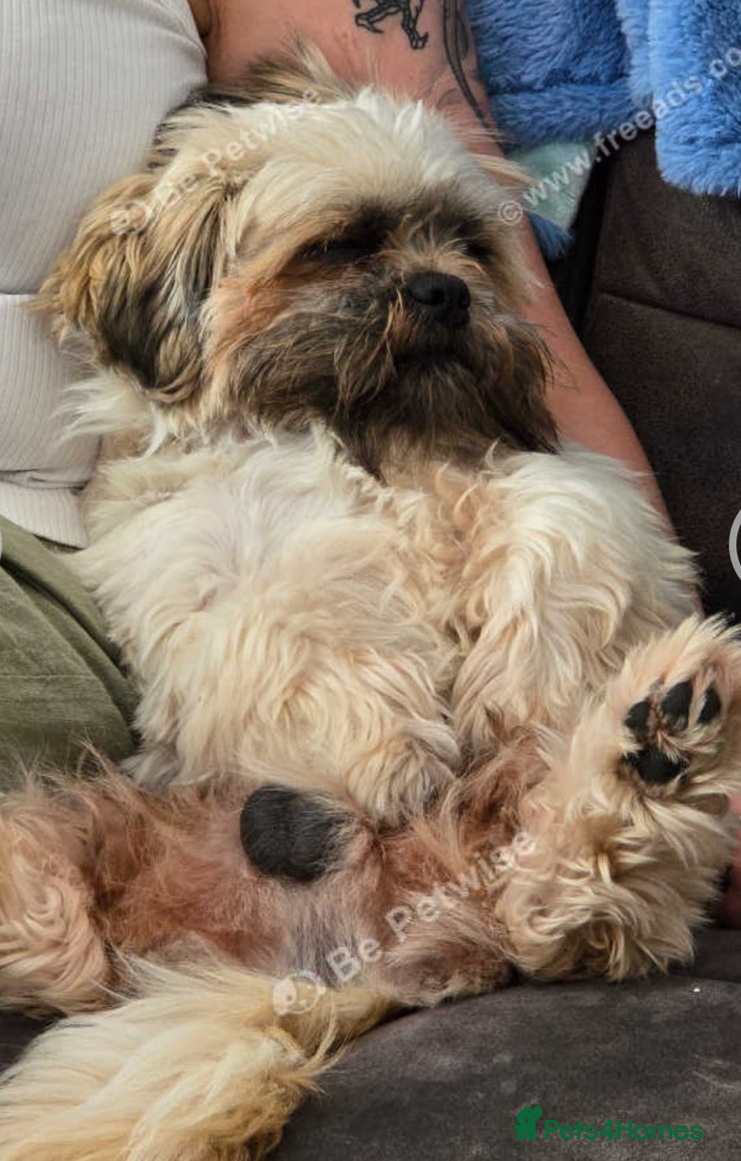 Lhasa Apso dogs for sale: Gorgeous boy - Image 1