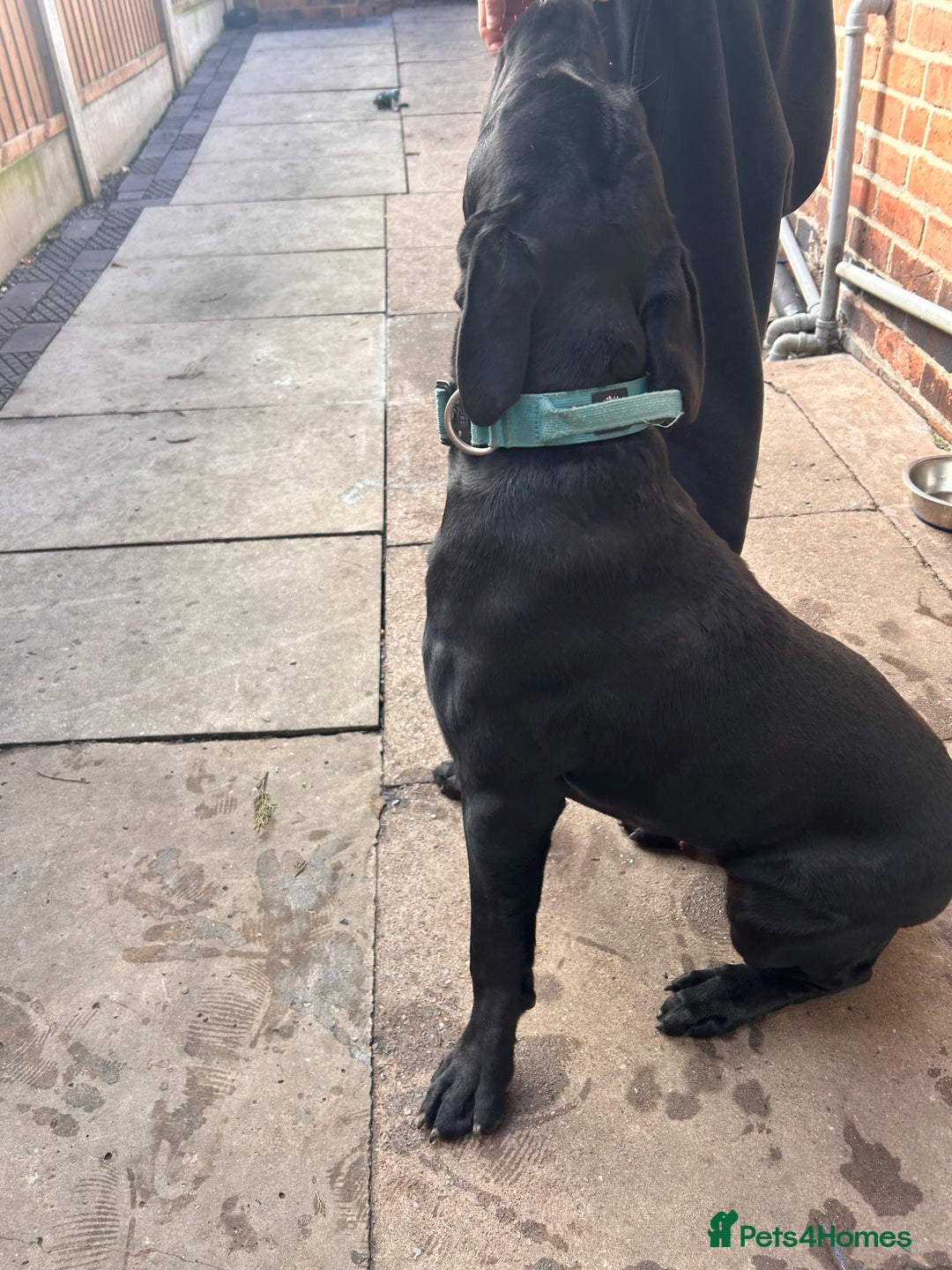 Mixed Breed dogs for sale: Puppy for sale  - Advert 14