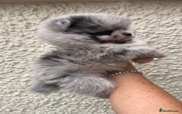 Pomeranian dogs for sale: ‼️💙QUALITY TEDDY BEAR MEARLE POMERANIAN💙 ‼️ - Image 13