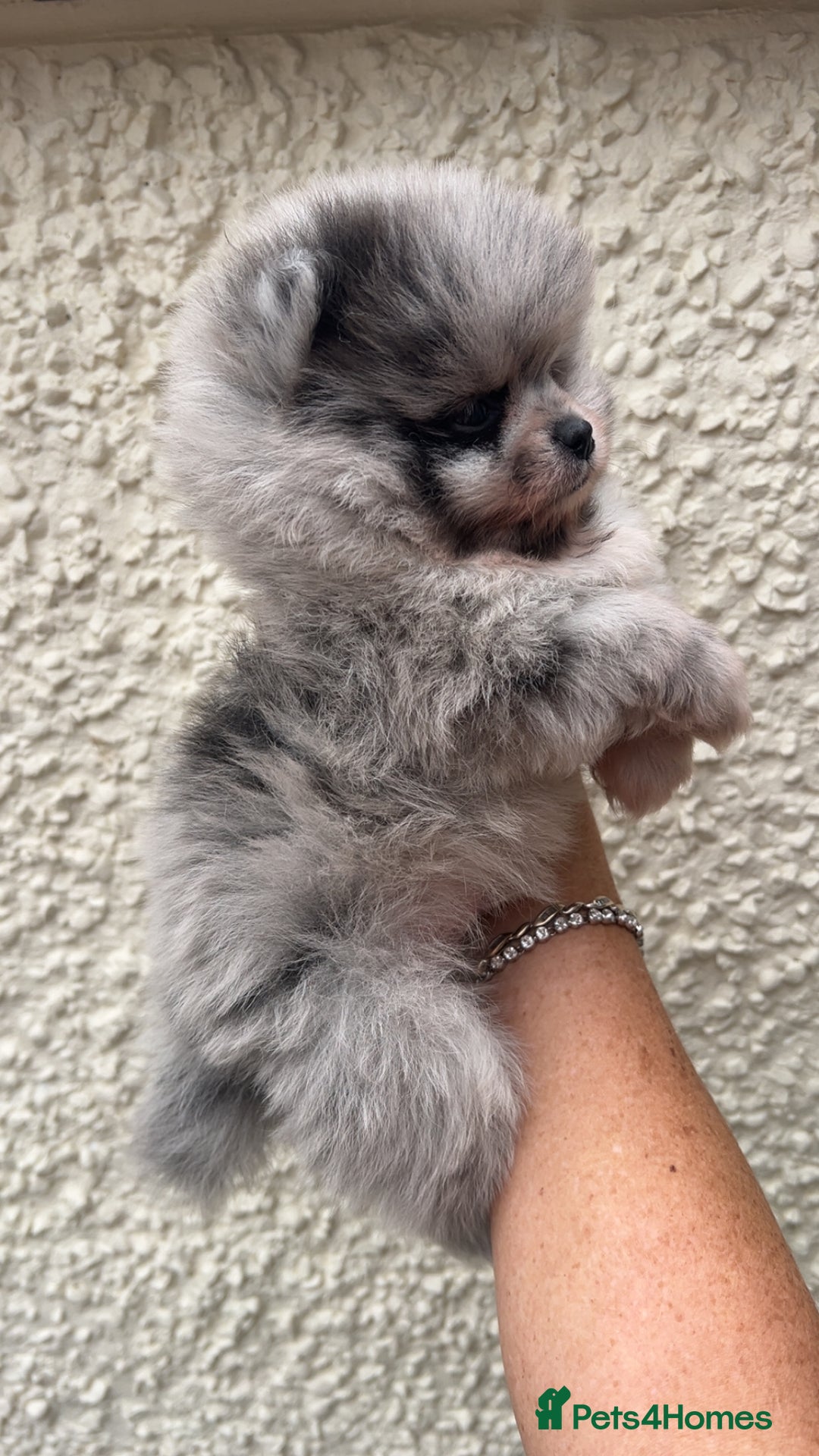 Pomeranian dogs for sale: ‼️💙QUALITY TEDDY BEAR MEARLE POMERANIAN💙 ‼️ - Image 13