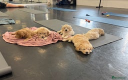 Mini Goldendoodle dogs for sale: Ready 19/9 Family Raised F1 Mini Goldendoodles 💖  - Image 20