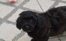 Poochon dogs for sale: F1 Poochon puppy for sale - Image 3