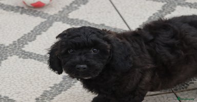 Poochon dogs - Advert 8