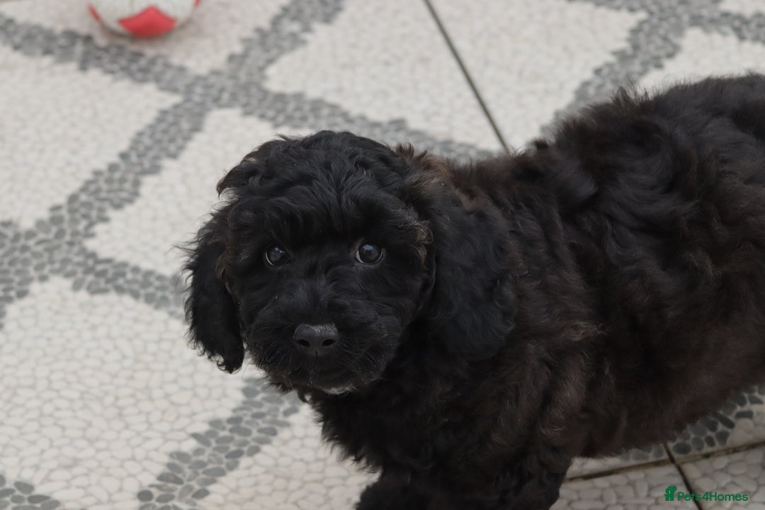 Poochon dogs for sale: F1 Poochon puppy for sale - Image 3