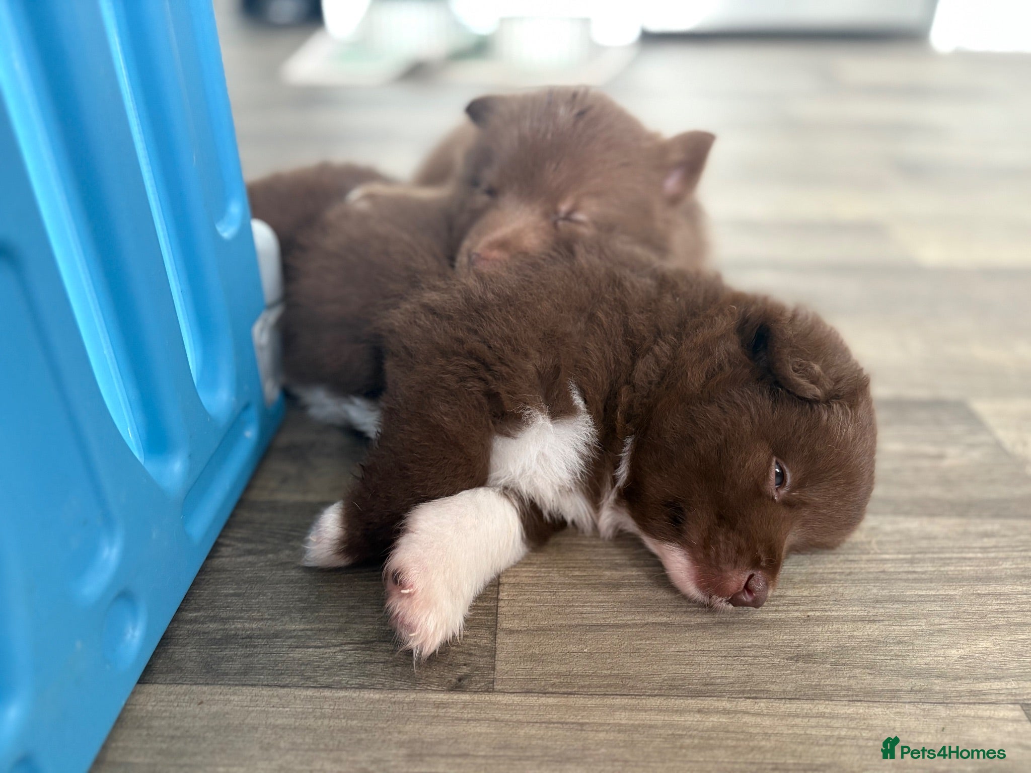 Pomsky dogs 🐾🐶Three Pomsky Babies🐾🐶 - Advert 8
