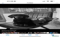Dachshund dogs for sale: Miniature Dachshunds for re-homing - Image 7