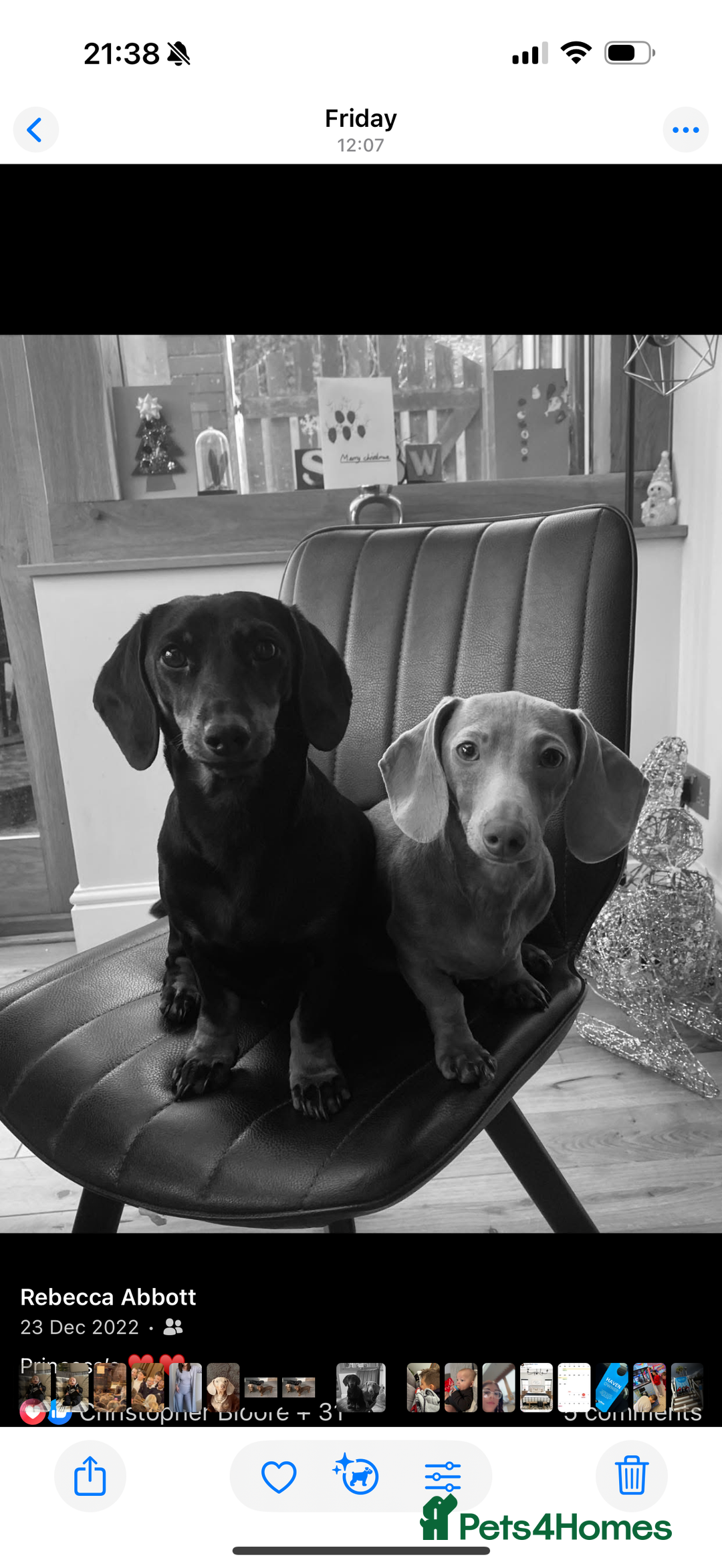 Dachshund dogs for sale: Miniature Dachshunds for re-homing - Image 7