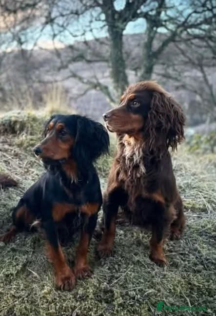 Cocker Spaniel dogs Black and Tan Cocker Spaniel - Advert 2