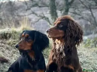 Cocker Spaniel dogs Black and Tan Cocker Spaniel - Advert 1