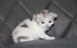 Scottish Fold cats for sale: Six wonderful Scottish Fold/straight kittens - Image 4