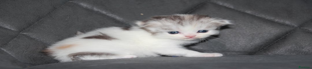 Scottish Fold Kitten 4