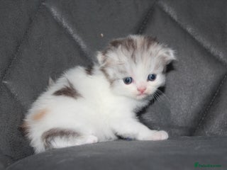 Scottish Fold cats - Advert 2