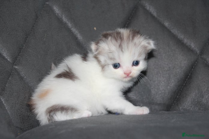 Scottish Fold cats - Advert 3