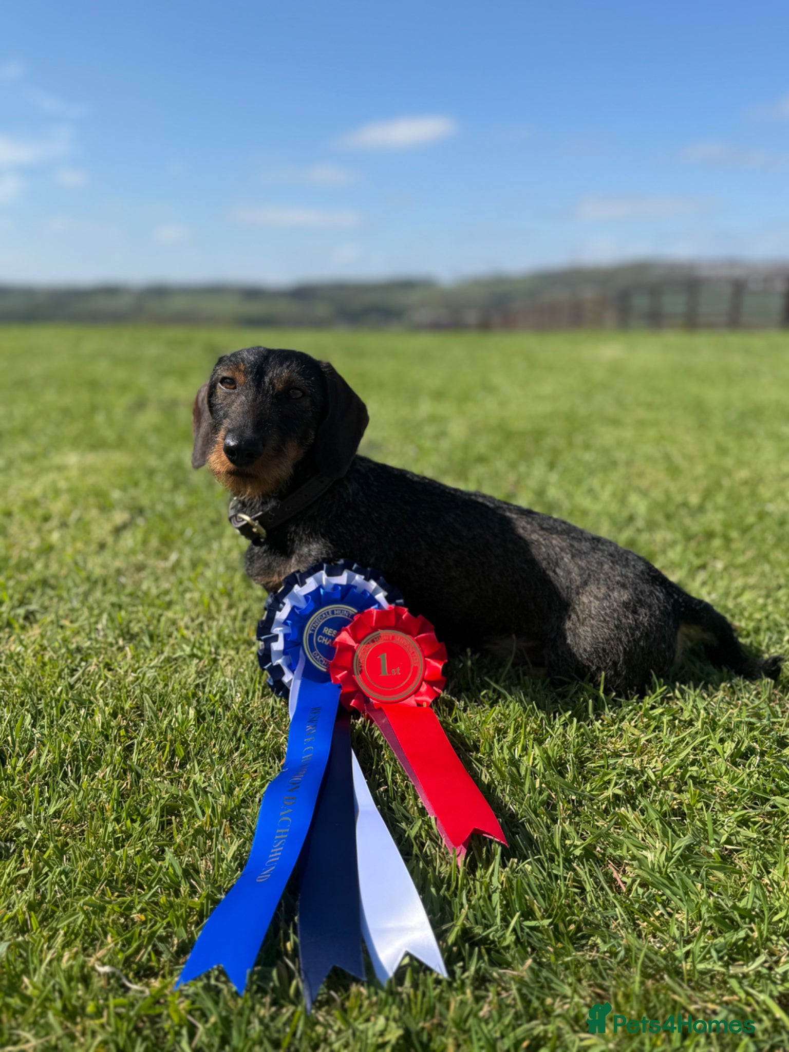 Miniature Dachshund dogs for stud: Stud: KCReg Miniature Wirehaired Dachshund/Teckel - Advert 1