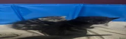 Domestic Shorthair cats for sale: Kittens for sale  - Advert 12