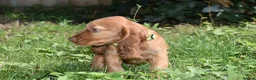 Cocker Spaniel dogs for sale: Ready Now Kc Reg Show Type Cocker Spaniel  - Advert 20