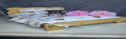Chihuahua dogs for sale: Beautiful Lilac tri Chihuahua puppies KC  - Advert 6