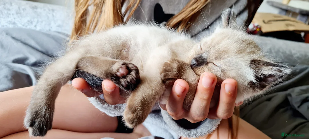 Ragdoll cats for stud: Stud Muffin in Ilkeston - Advert 39