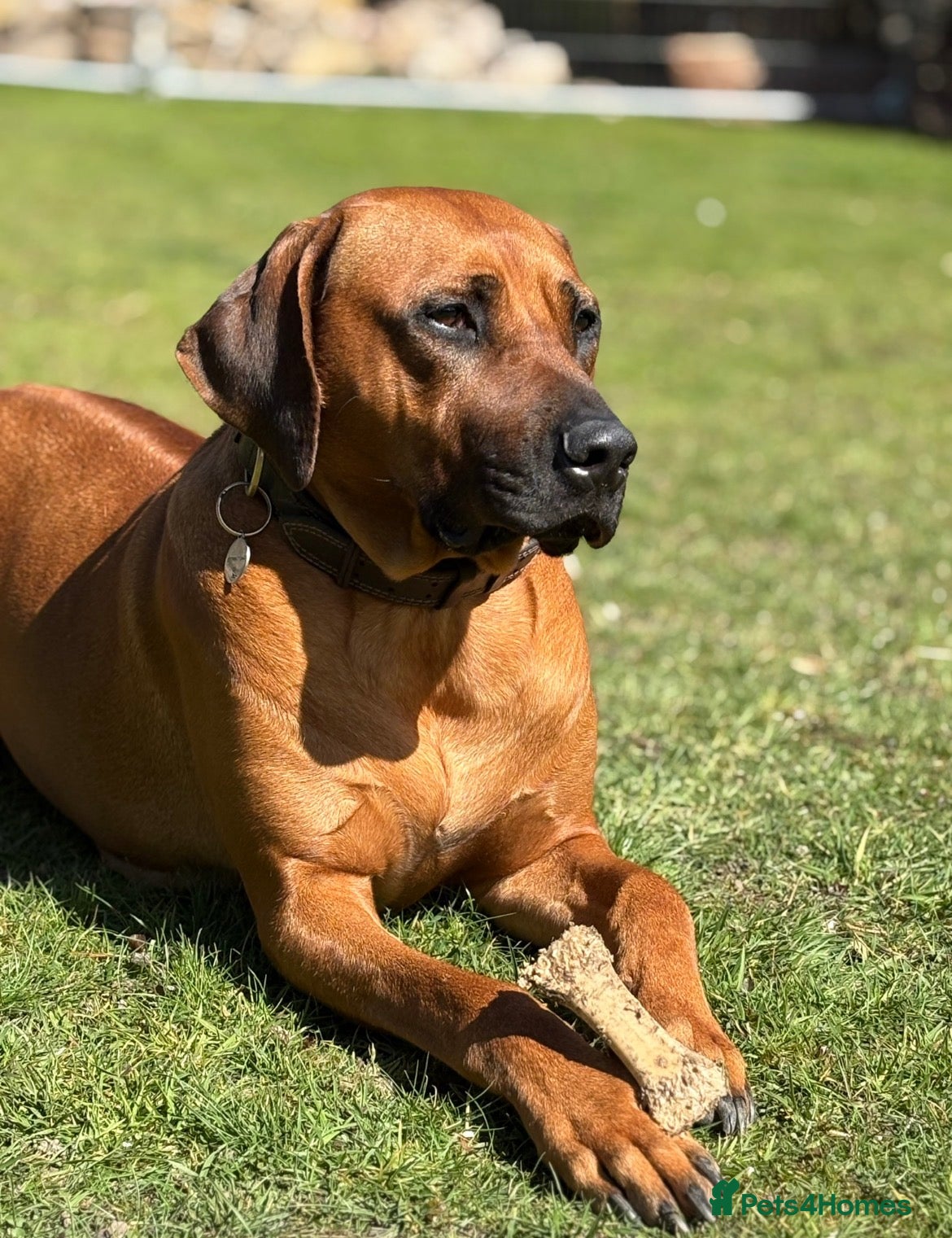 Rhodesian Ridgeback dogs Due 5th May/ Family home/ Waiting list now open - Advert 2