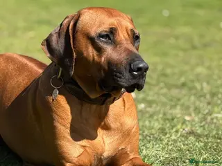 Rhodesian Ridgeback dogs Due 5th May/ Family home/ Waiting list now open - Advert 2