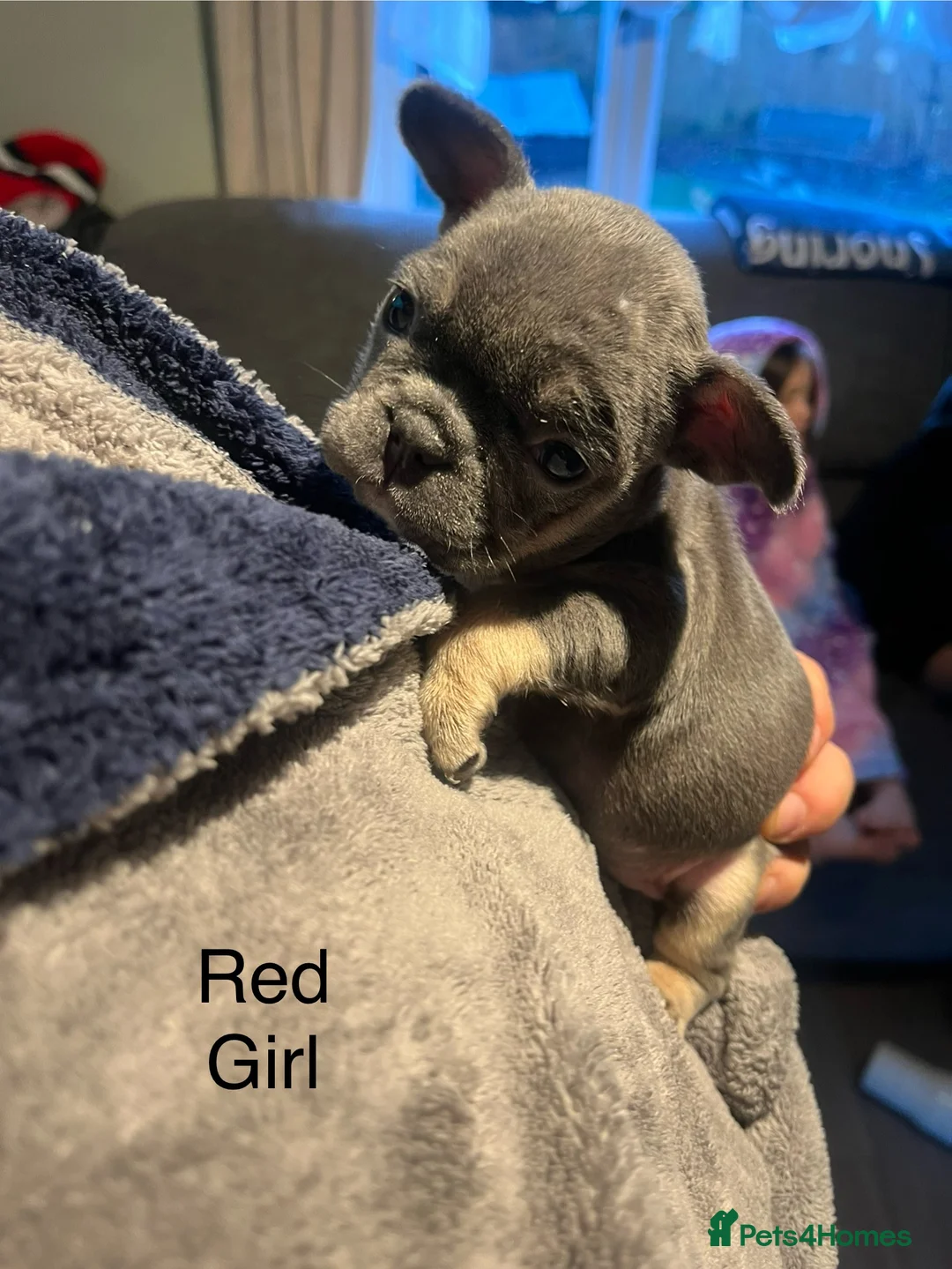 French Bulldog dogs for sale: DWKC Registered French Bulldog puppies for sale - Advert 12