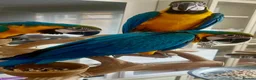 Parrots birds for sale: Hand Reared Macaws, Grey & Eclectus  - Advert 4