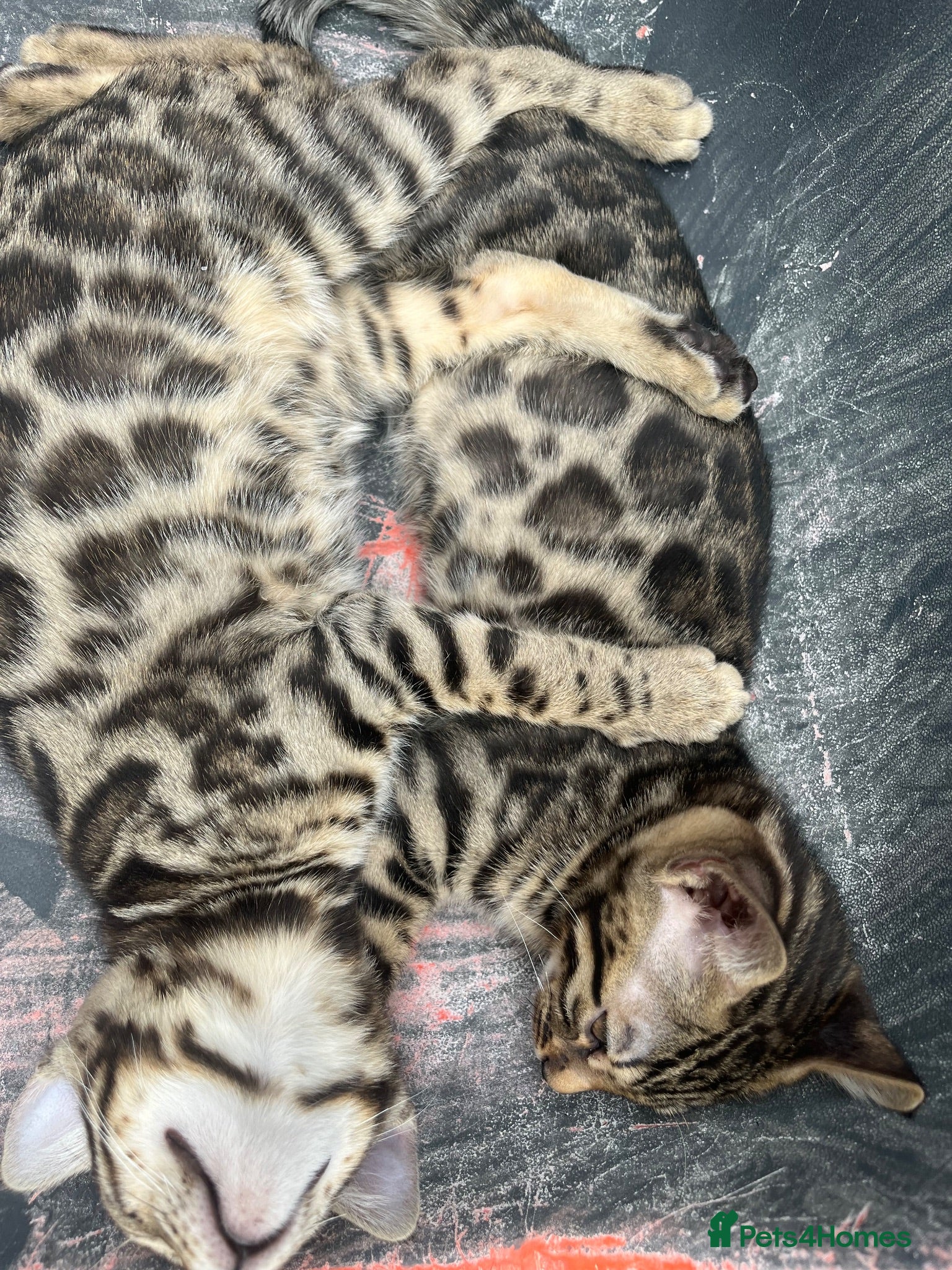 Bengal cats 🐆last rare Bengal charcoal girl price drop  ! 🐆 - Advert 2