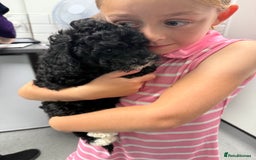 Cockapoo dogs for sale: 🐾ready to leave  black and white cockapoo - Image 20