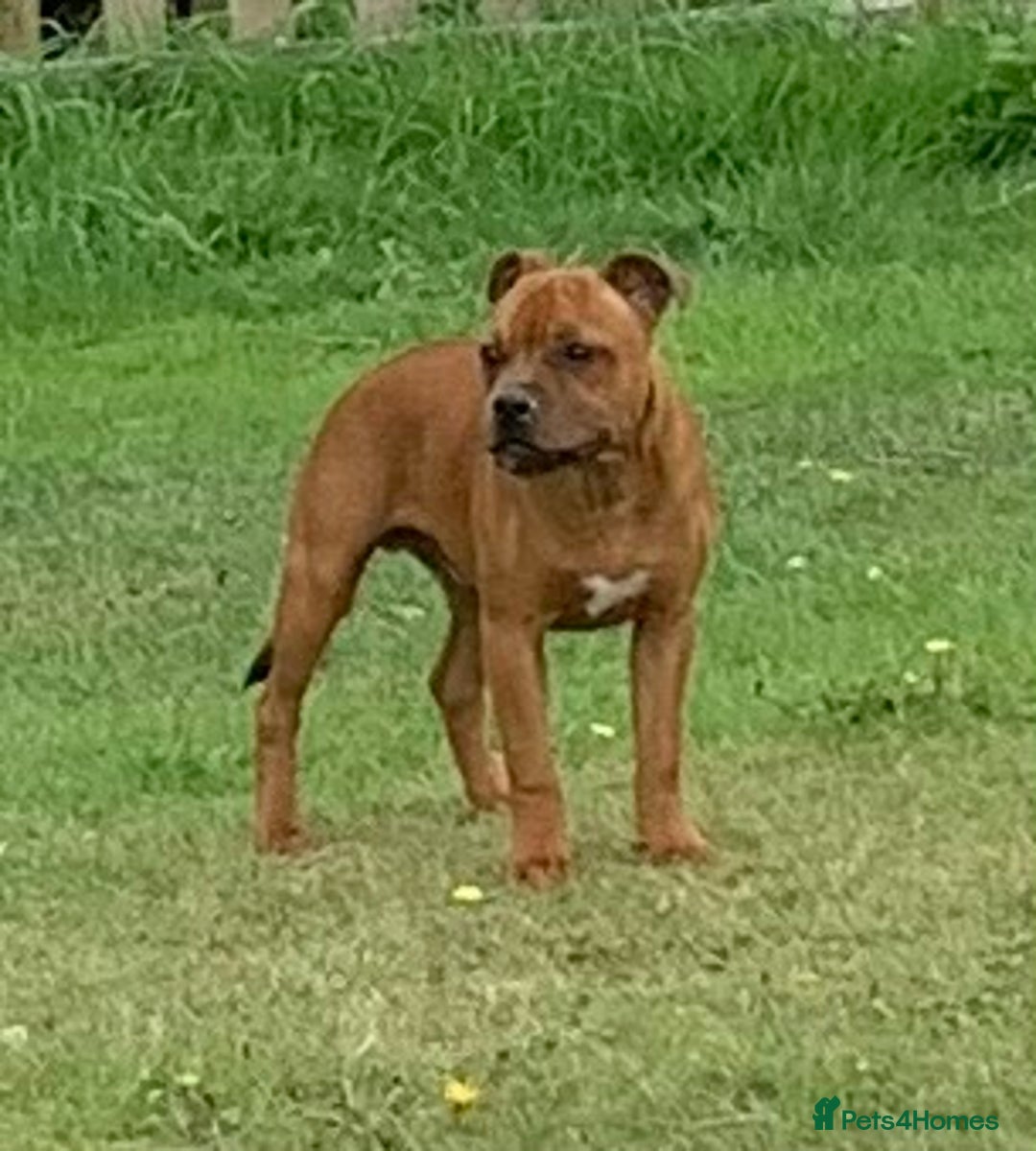 Staffordshire Bull Terrier dogs for sale:  KC registered red Staffords Bull terriers - Image 2