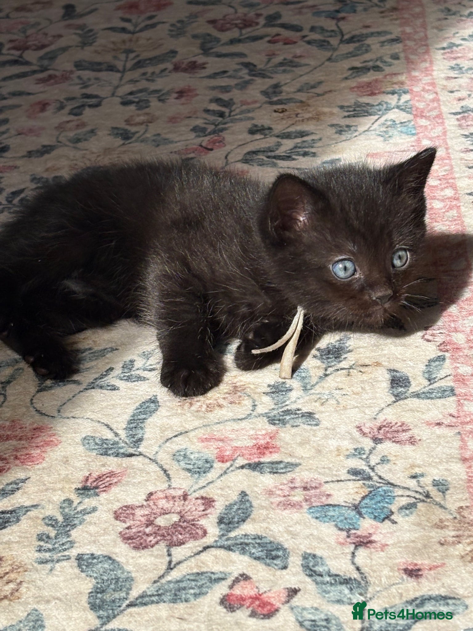 Ragdoll cats Beautiful rare Ragdoll x Bengal kittens 🐱  - Advert 17