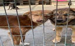 Mixed Breed dogs for adoption: Miriam, 14 months approx. Available for adoption. - Image 9