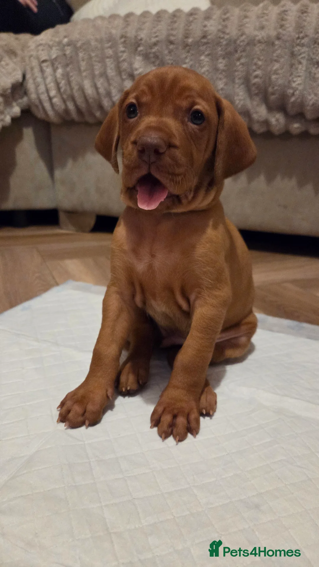 Hungarian Vizsla dogs for sale: 🧡 Hungarian Vizslas. Exceptional pedigrees 🧡 - Advert 19
